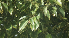 Cinnamomum camphora