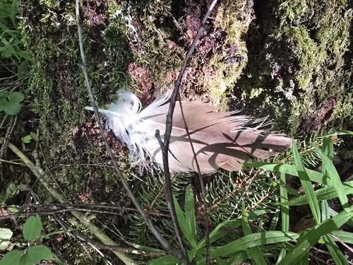 Plume de Aigle pomarin