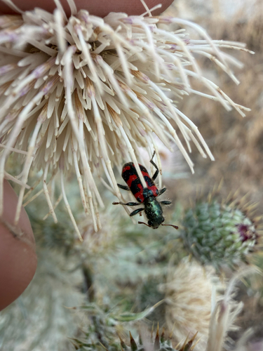 Ornate Checkered Beetle