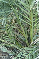 Phoenix reclinata