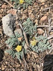 Cymopterus longipes