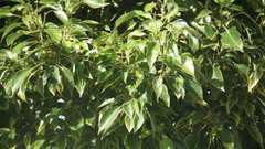 Cinnamomum camphora