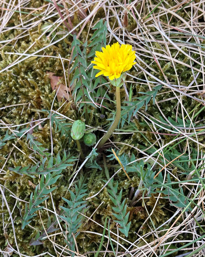 Haworth's dandelion (Taraxacum haworthianum)