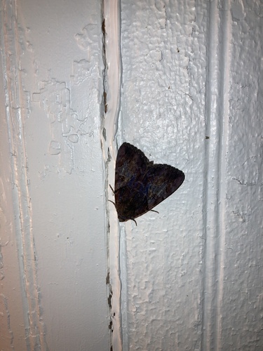 Little Wife Underwing