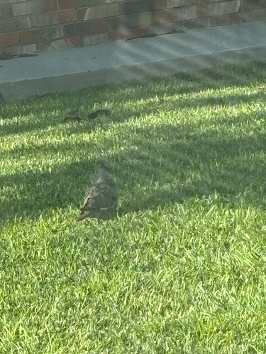 White-winged Dove