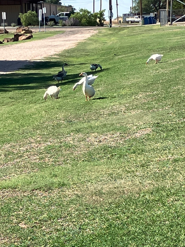 Domestic Swan Goose