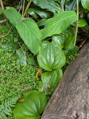 Smilax azorica, photograph (c) Michael, Antoni and Nihat Hinczewski, some rights reserved (CC BY)