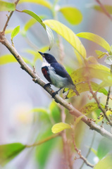 Black-Belted Flowerpecker photo 5