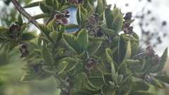 Magnoliopsida