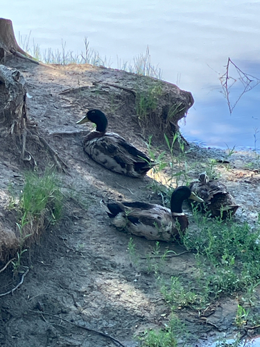 Mallard