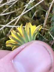 Taraxacum haworthianum