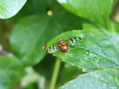 Chetostoma curvinerve