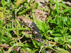 Masticophis flagellum piceus