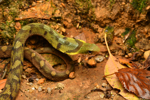 Chinese Bamboo Snake