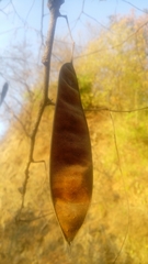 Lysiloma divaricatum