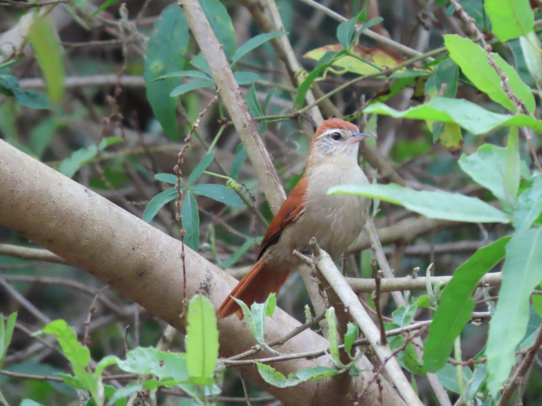 Rusty-backed Spinetail (Cranioleuca vulpina), photo 7