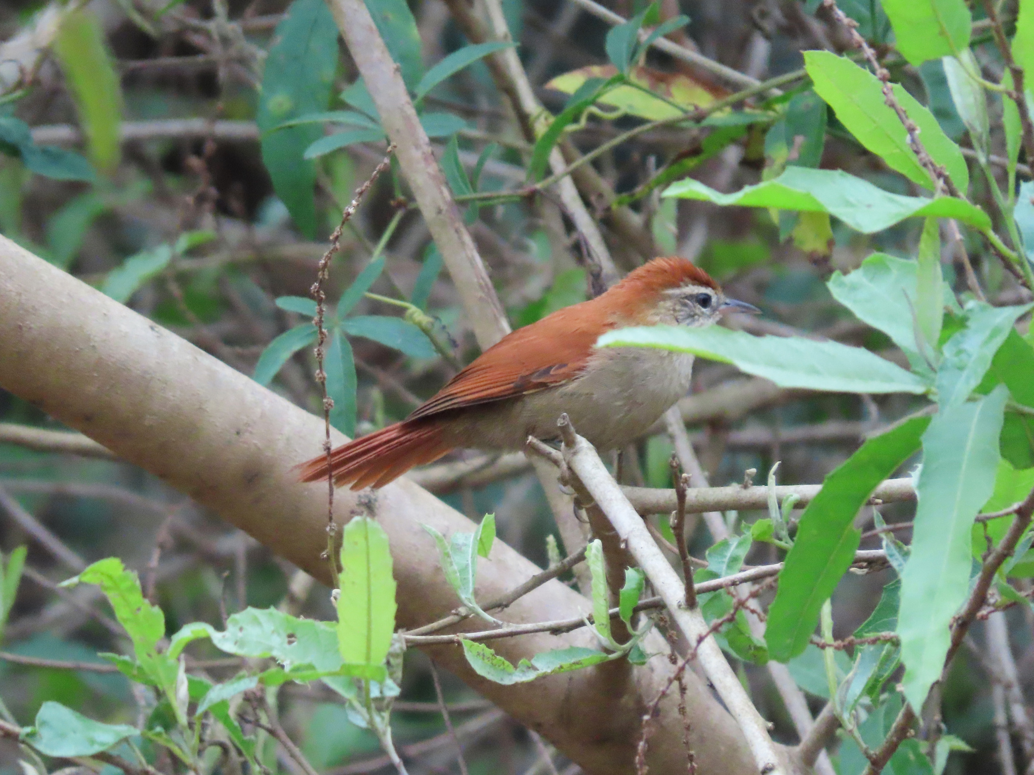 Rusty-backed Spinetail (Cranioleuca vulpina), photo 8