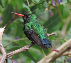 Glittering-Bellied Emerald photo 3