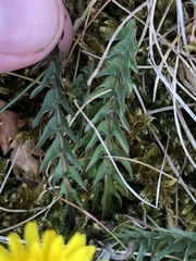 Taraxacum haworthianum