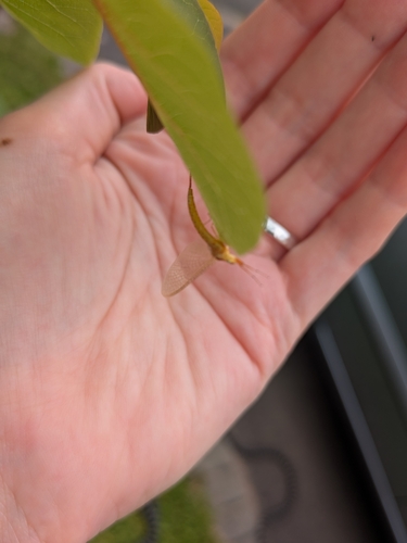 Yellow Mayfly