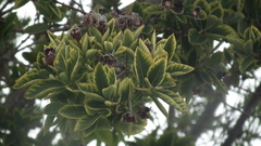 Magnoliopsida