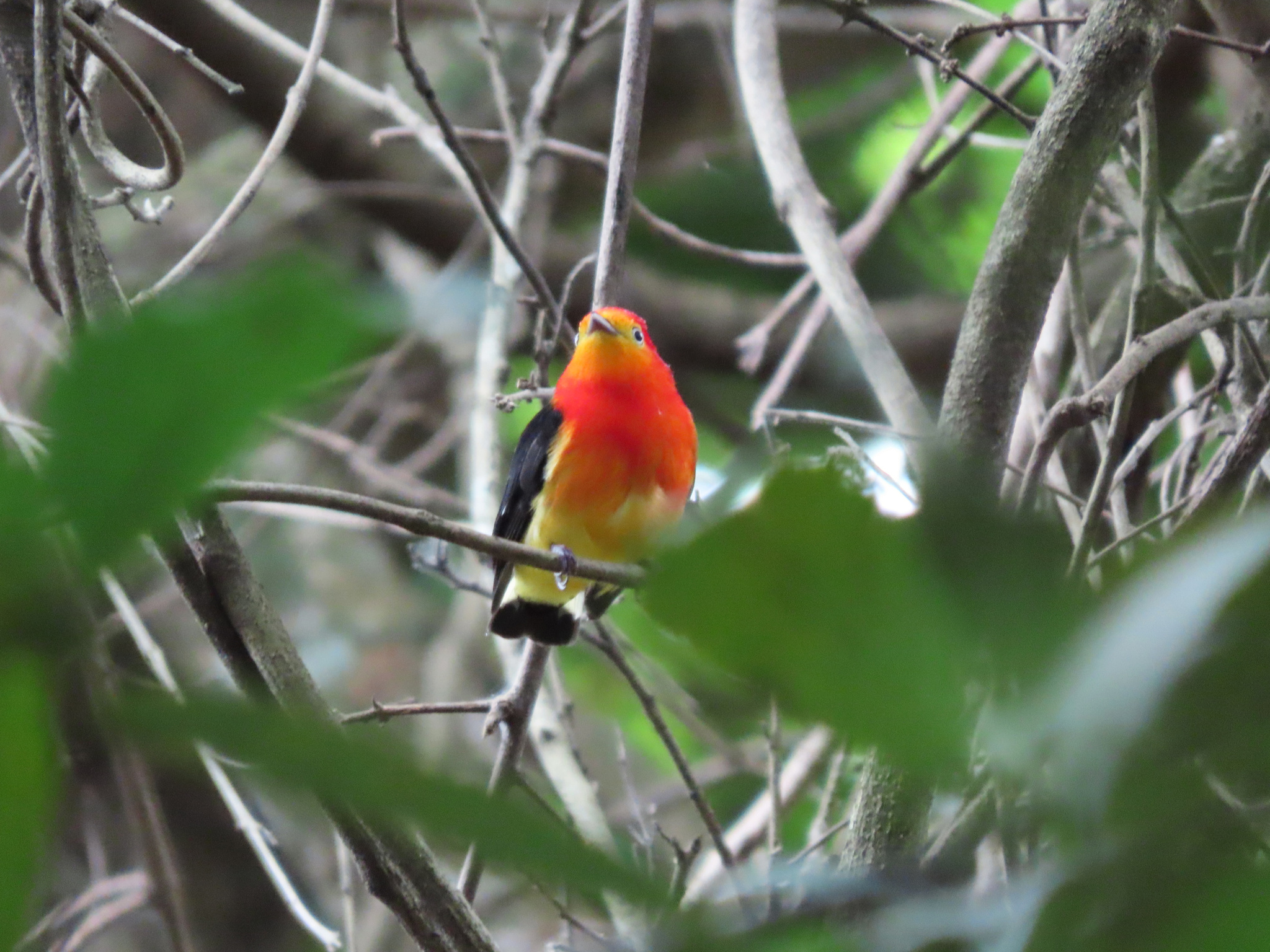 Band-tailed Manakin (Pipra fasciicauda), photo 4