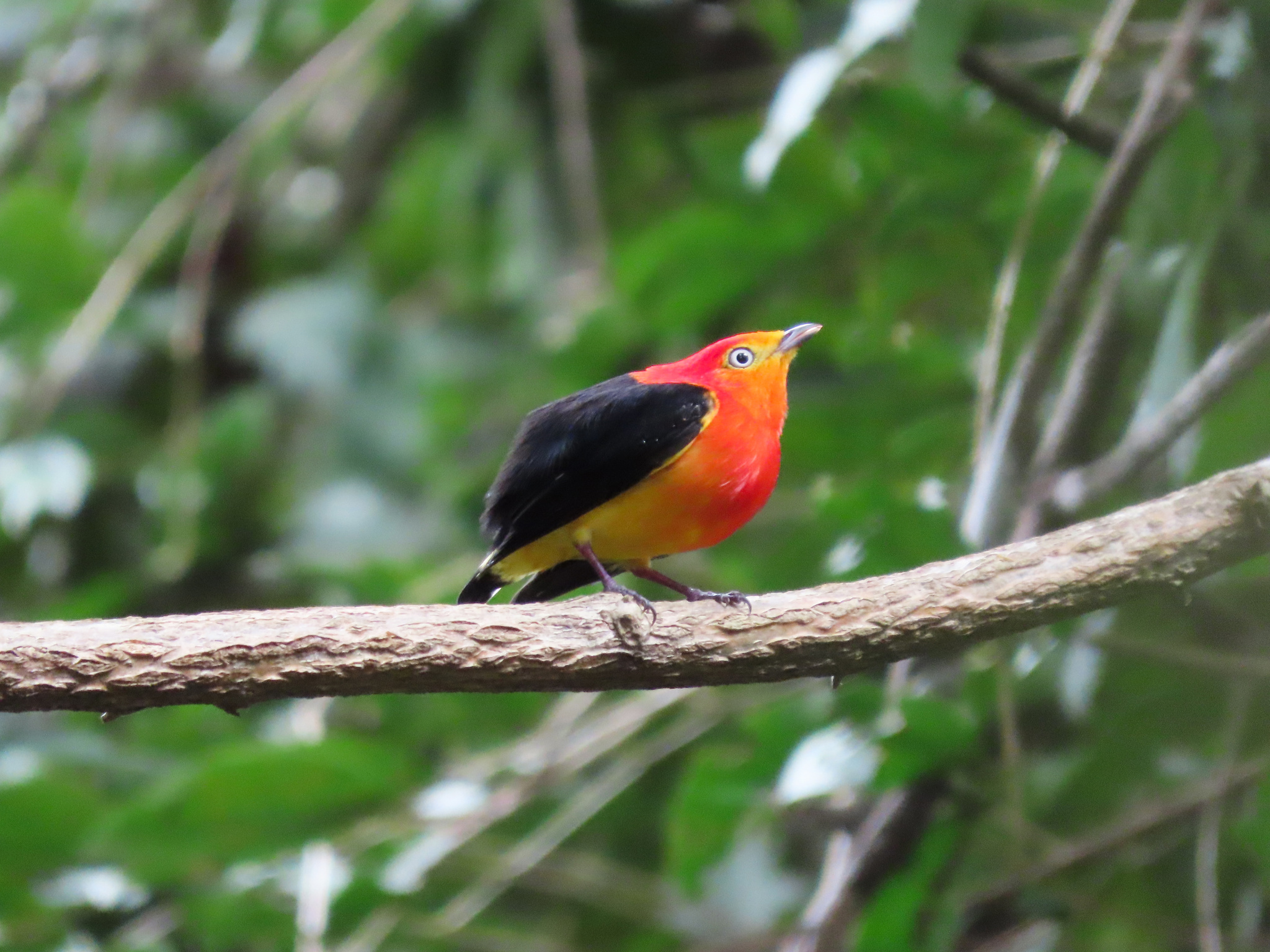 Band-tailed Manakin (Pipra fasciicauda), photo 5