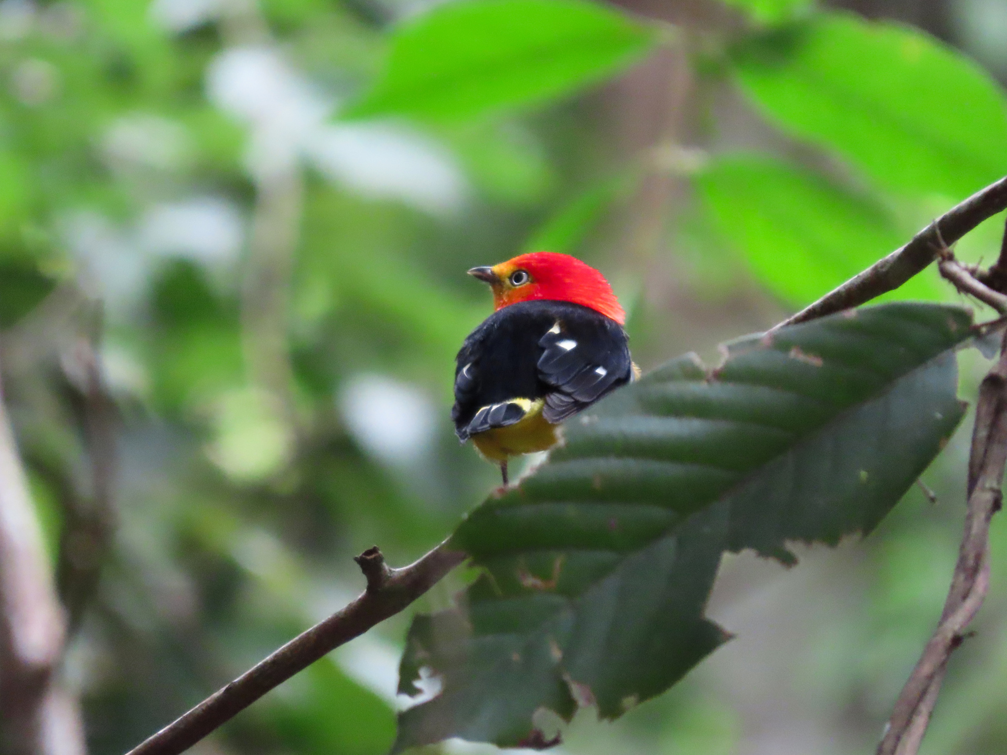 Band-tailed Manakin (Pipra fasciicauda), photo 6