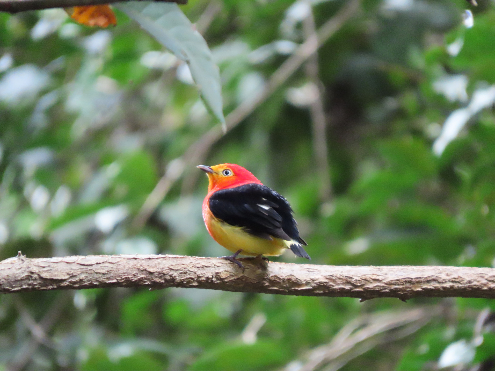 Band-tailed Manakin (Pipra fasciicauda), photo 7