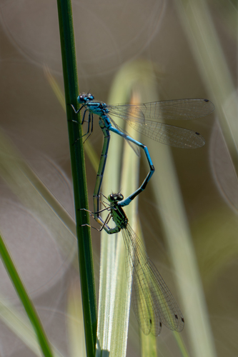 Azure Damselfly