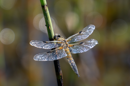 Four-spotted Skimmer