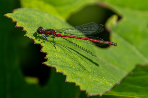 Large Red Damselfly