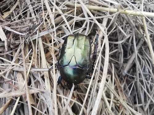 Copper Chafer