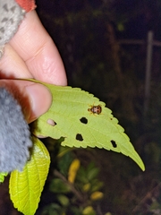 Agomadaranus pardaloides