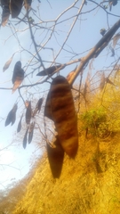 Lysiloma divaricatum