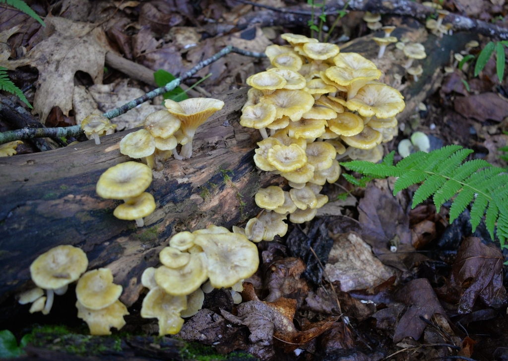 golden-gilled gerronema · June 2026 · photo: Photo: (c) Ben Gruhot, some rights reserved (CC BY) · iNaturalist