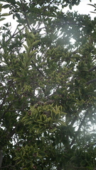 Magnoliopsida
