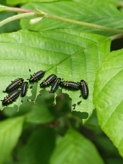 Chrysomela interrupta