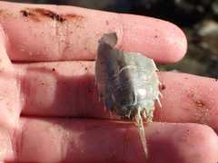 Blepharipoda occidentalis