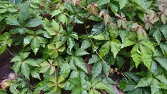 Tetrastigma obtectum