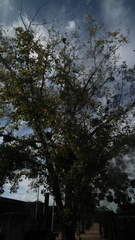 Magnoliopsida
