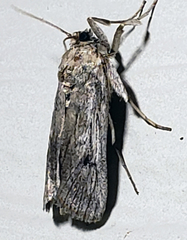 Melitara subumbrella