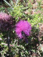 Pygodasis quadrimaculata