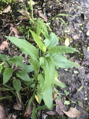 Eupatorium serotinum
