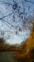 Lysiloma divaricatum