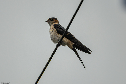Eastern Red-rumped Swallow