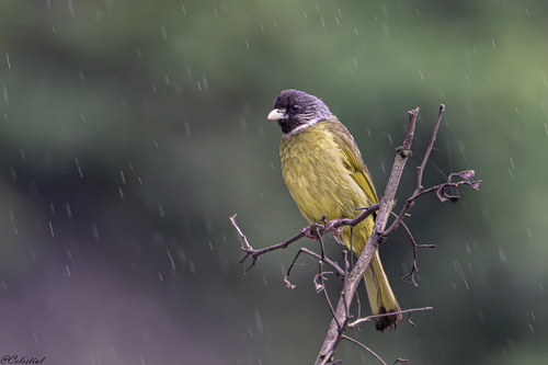 Collared Finchbill