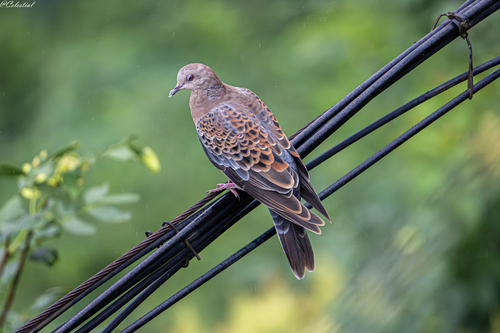 Oriental Turtle-Dove