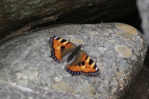 Small Tortoiseshell