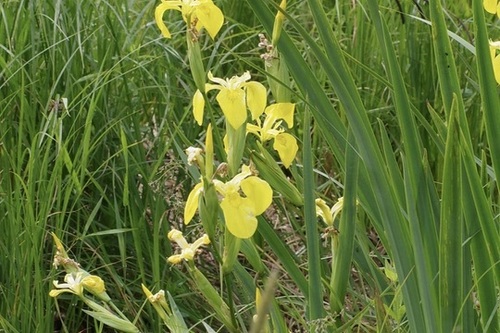 Yellow Iris